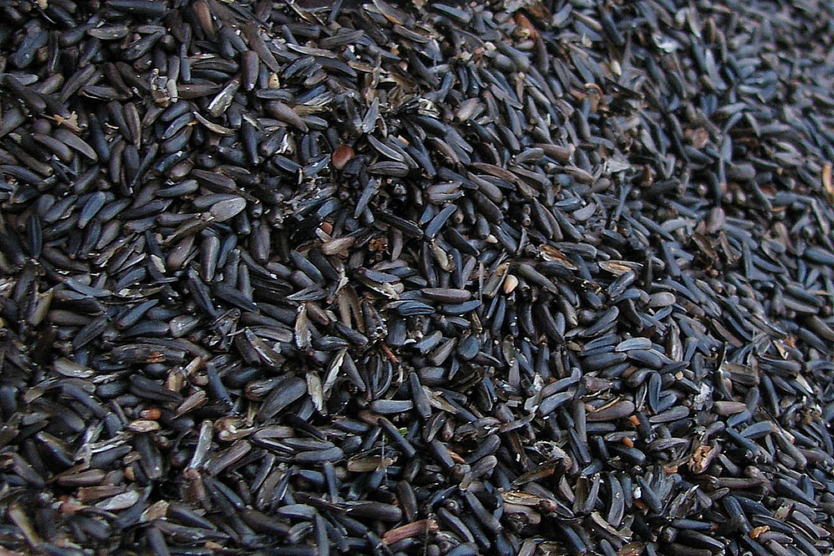 Nyger Seed 2.4kg