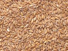 Bolger's Whole Wheat 25 kg